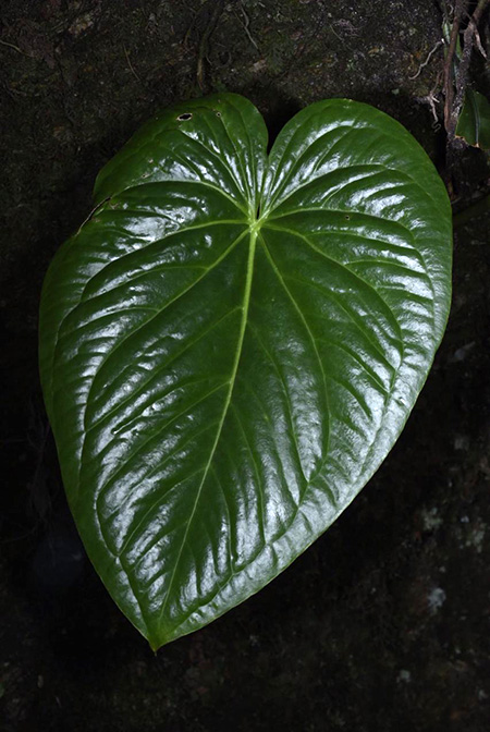 Anthurium cerropelonense