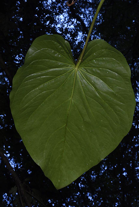 Anthurium cerropelonense