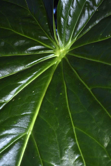 Anthurium cerropelonense