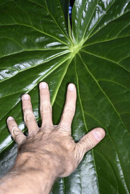 Anthurium cerropelonense