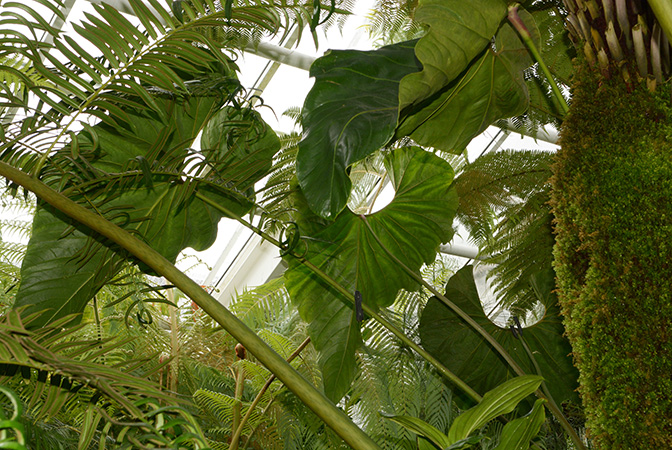 Anthurium chamberlainii