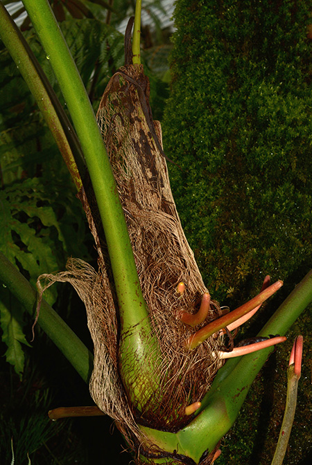 Anthurium chamberlainii