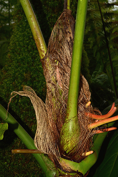 Anthurium chamberlainii
