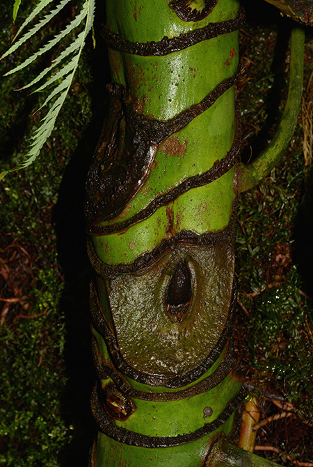Anthurium chamberlainii