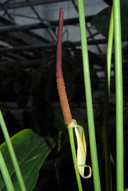 Anthurium chiapasense