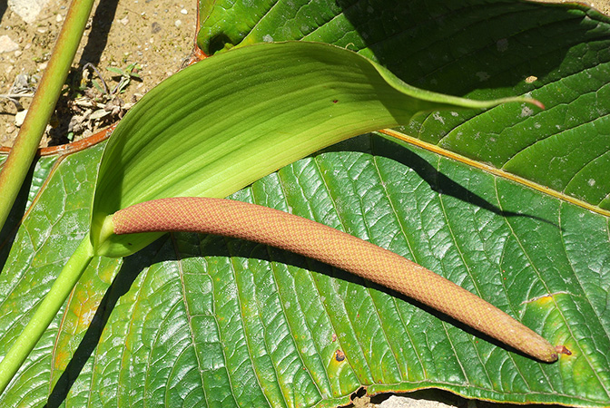 Anthurium chilmabajense