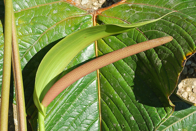 Anthurium chilmabajense