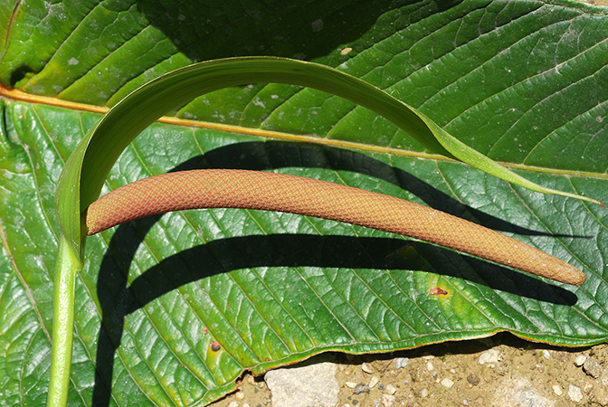 Anthurium chilmabajense