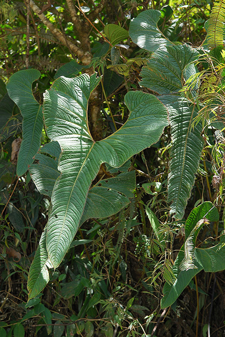 Anthurium chilmabajense