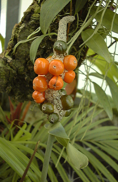 Anthurium clarinervium