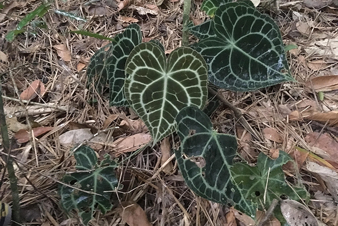 Anthurium clarinervium
