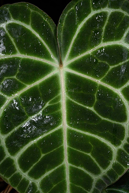 Anthurium clarinervium
