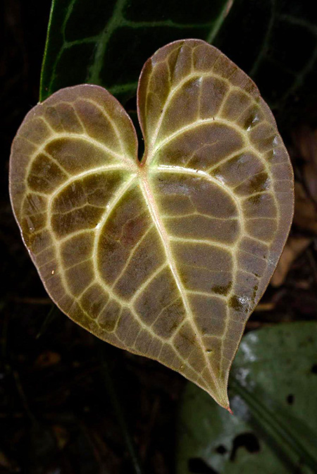 Anthurium clarinervium