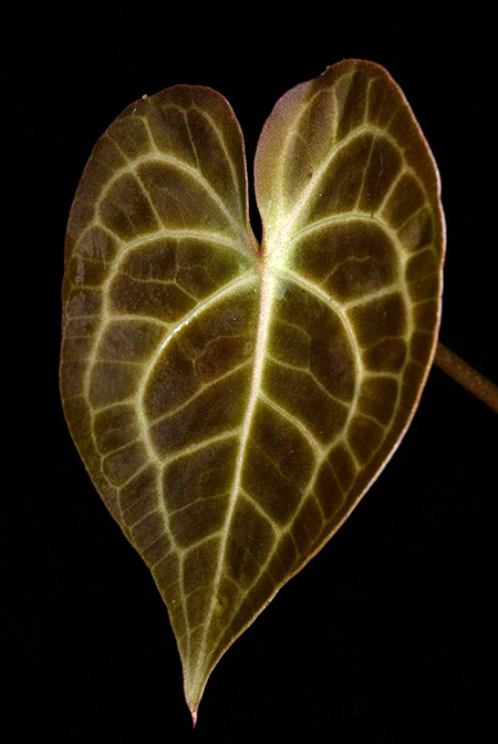Anthurium clarinervium