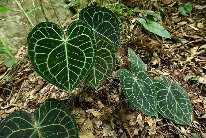 Anthurium clarinervium