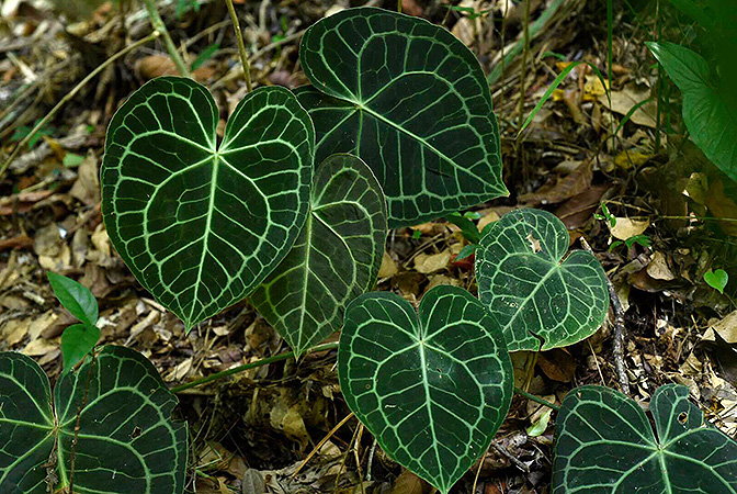 Anthurium clarinervium