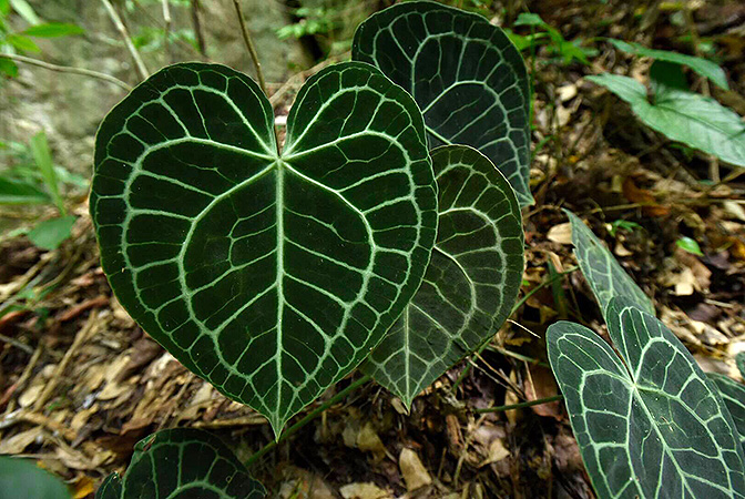 Anthurium clarinervium