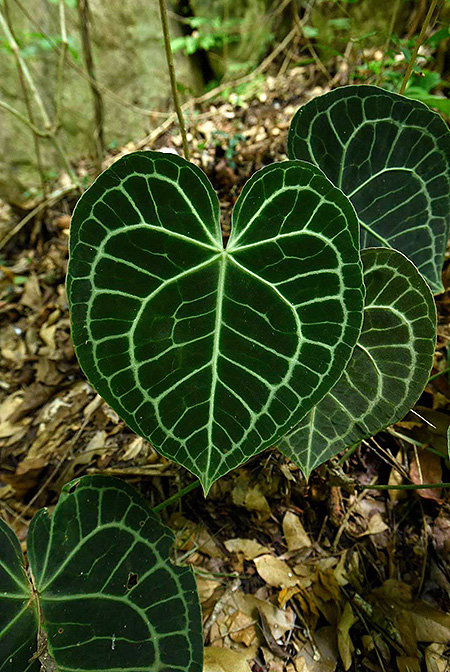 Anthurium clarinervium