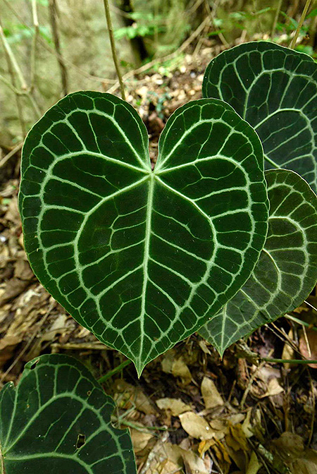 Anthurium clarinervium