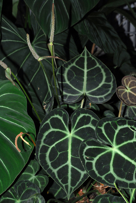 Anthurium clarinervium