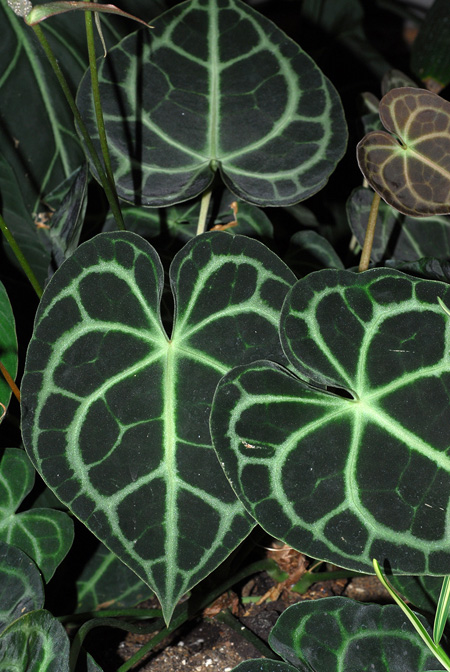 Anthurium clarinervium