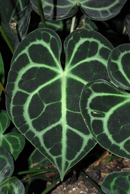 Anthurium clarinervium