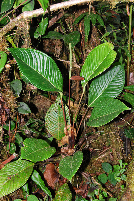 Anthurium claudiae