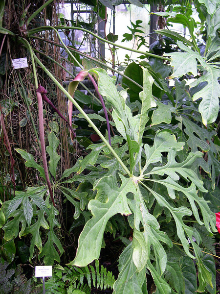 Anthurium clavigerum
