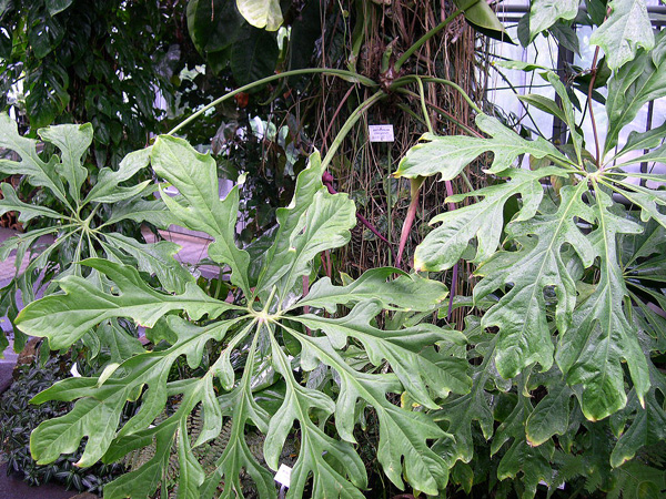 Anthurium clavigerum