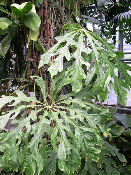 Anthurium clavigerum