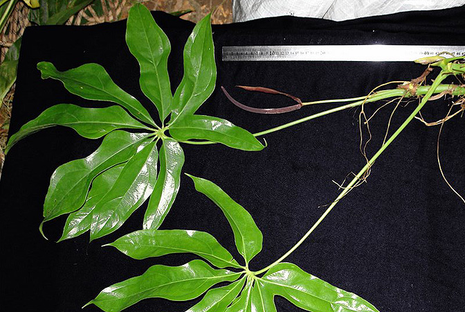 Anthurium clavigerum