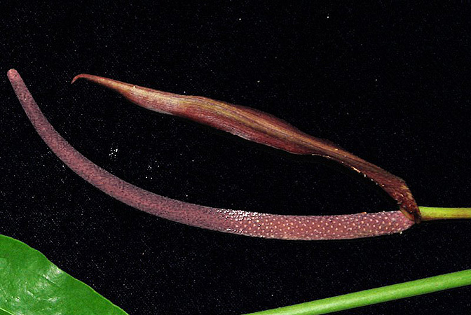 Anthurium clavigerum