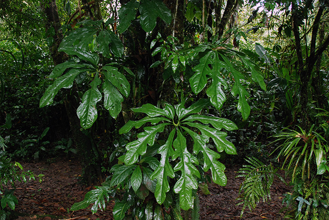 Anthurium clavigerum