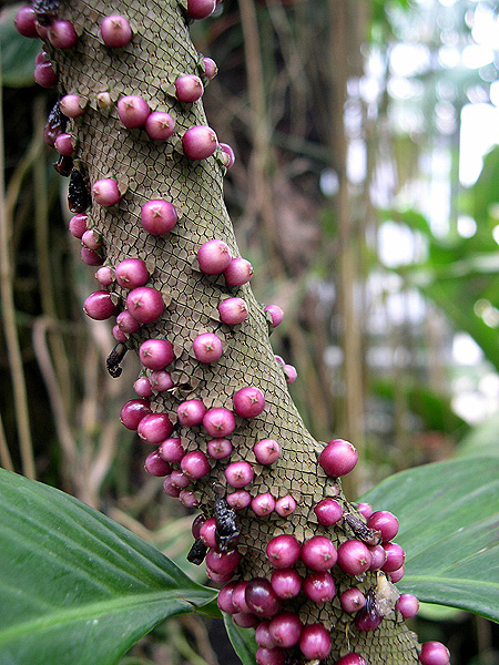 Anthurium clavigerum