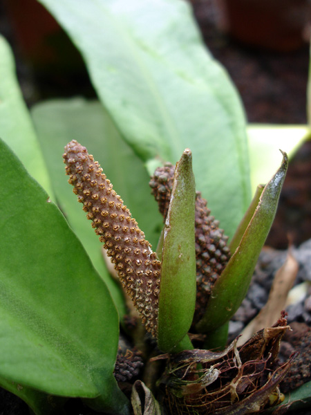 Anthurium cleistanthum