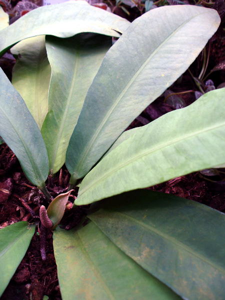 Anthurium cleistanthum