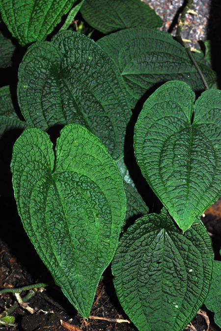 Anthurium clidemioides