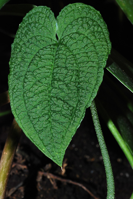 Anthurium clidemioides