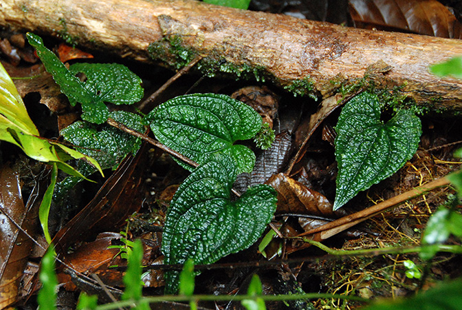 Anthurium clidemioides