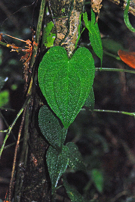 Anthurium clidemioides