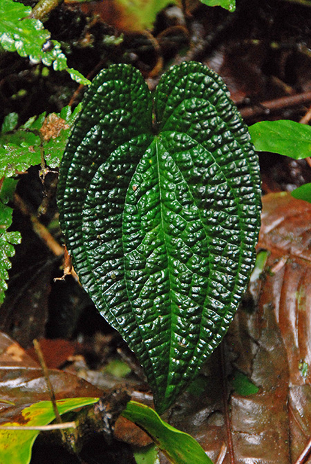 Anthurium clidemioides