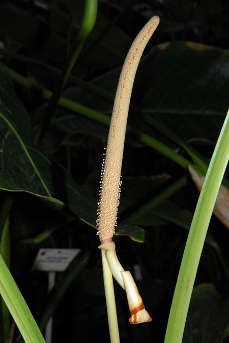 Anthurium cogolloanum