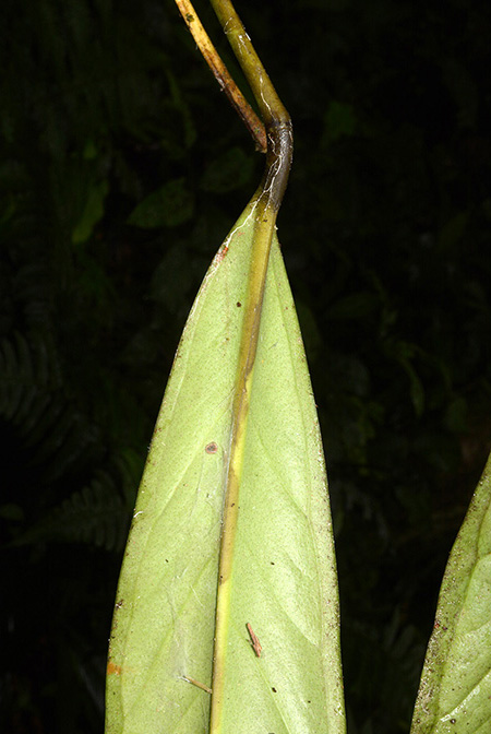Anthurium collettianum