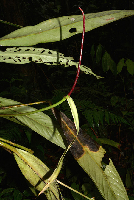 Anthurium collettianum