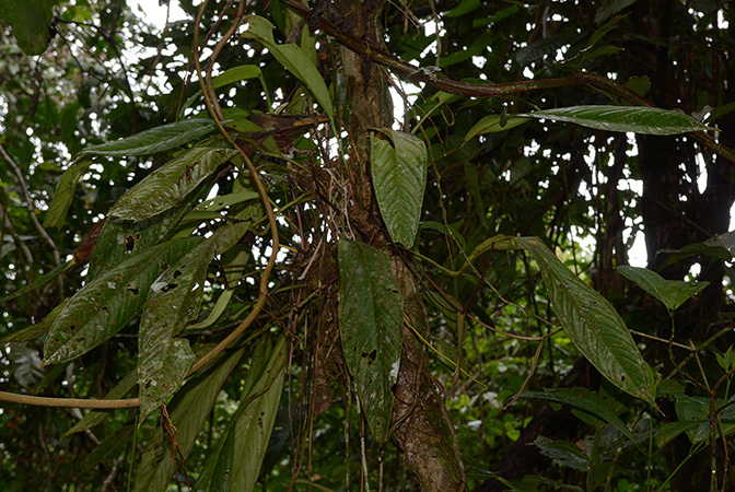 Anthurium collettianum