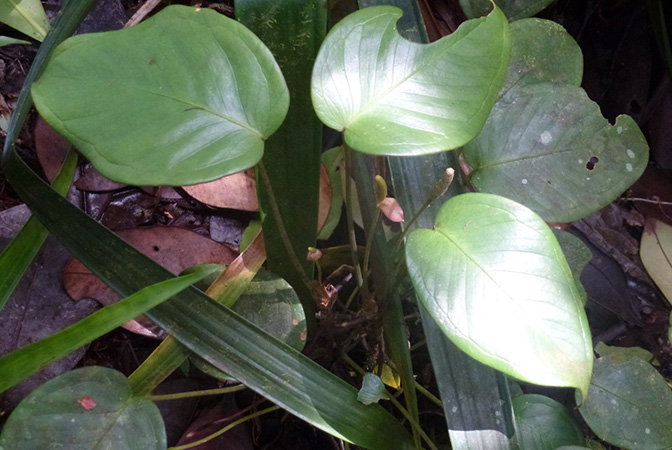 Anthurium collinsii