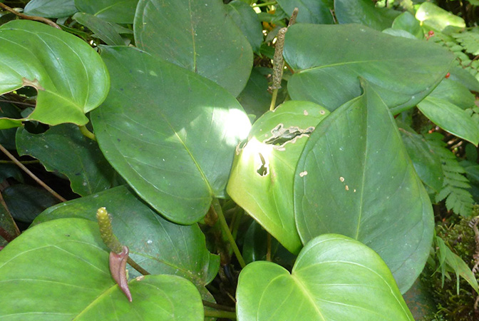 Anthurium collinsii