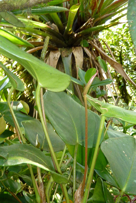 Anthurium collinsii