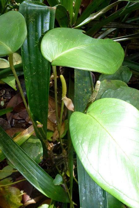 Anthurium collinsii