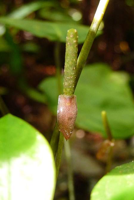 Anthurium collinsii